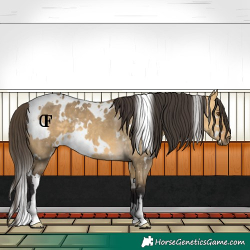 Horse Color:White Spotted Buckskin Dun 