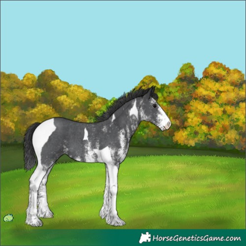 Horse Color:Unknown 