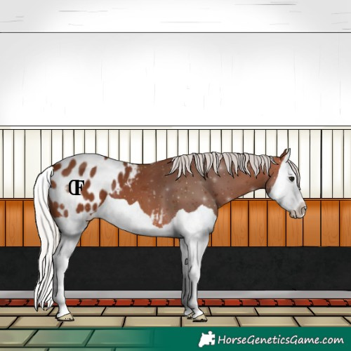 Horse Color:Silver Brown Splash Appaloosa