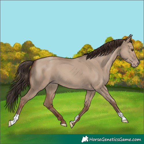 Horse Color:Classic Champagne Dun 