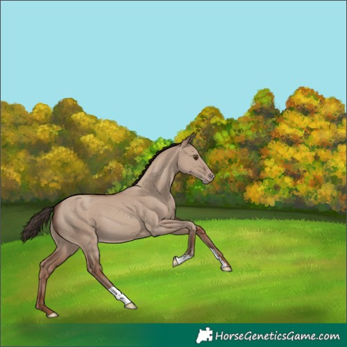 Horse Color:Classic Champagne Dun 