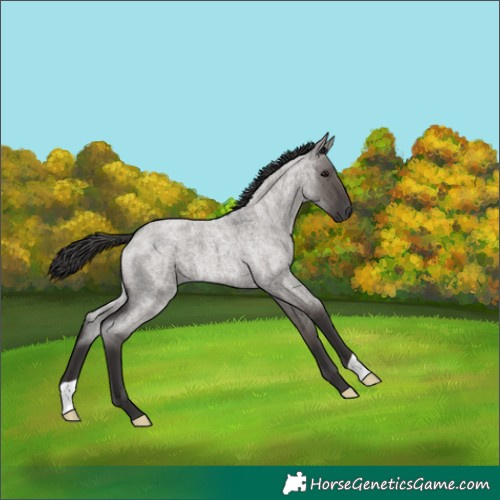 Horse Color:Smoky Grullo Roan 