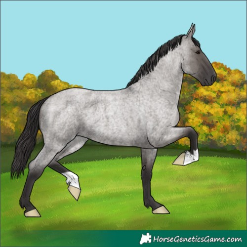 Horse Color:Smoky Grullo Roan 