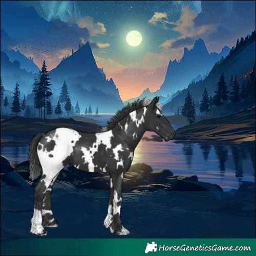 Horse Color:White Spotted Black