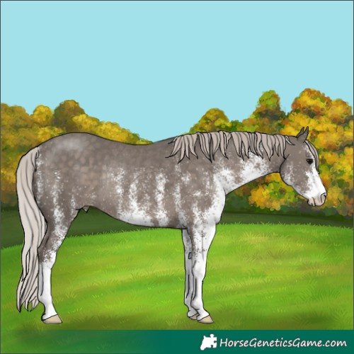 Horse Color:White Spotted Silver Black Rabicano 