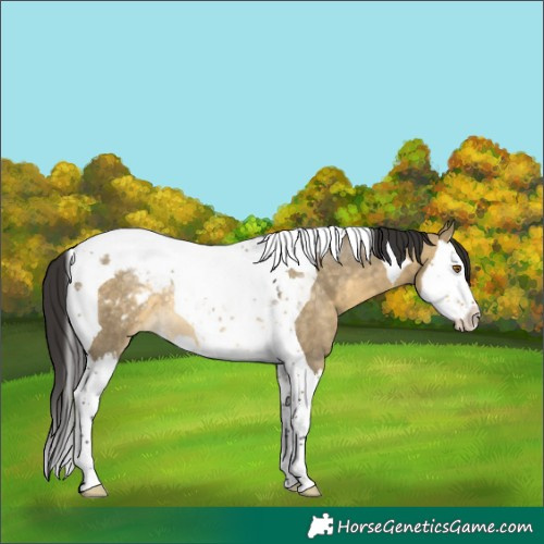 Horse Color:Buckskin Dun Splash Tobiano Blanket Rabicano