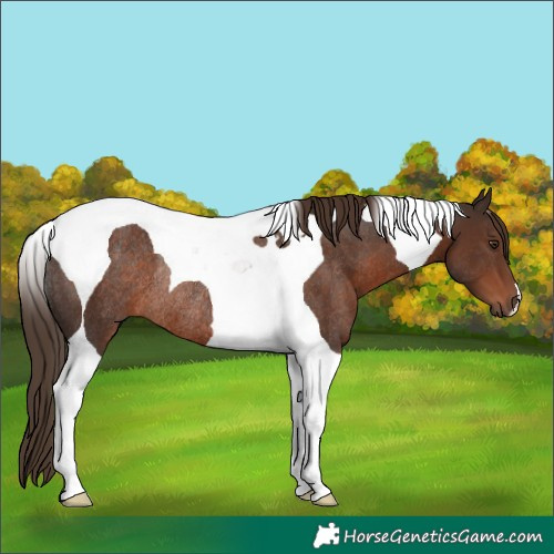 Horse Color:Liver Chestnut Tobiano Rabicano 