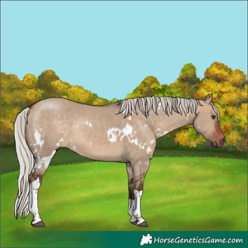 Horse Color:White Spotted Silver Bay Dun Tobiano Rabicano