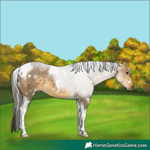 Horse Color:White Spotted Buckskin Dun Tobiano 