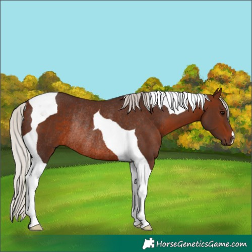 Horse Color:Silver Brown Tobiano Rabicano