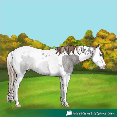 Horse Color:Liver Red Roan Splash Tobiano Blanket Rabicano 