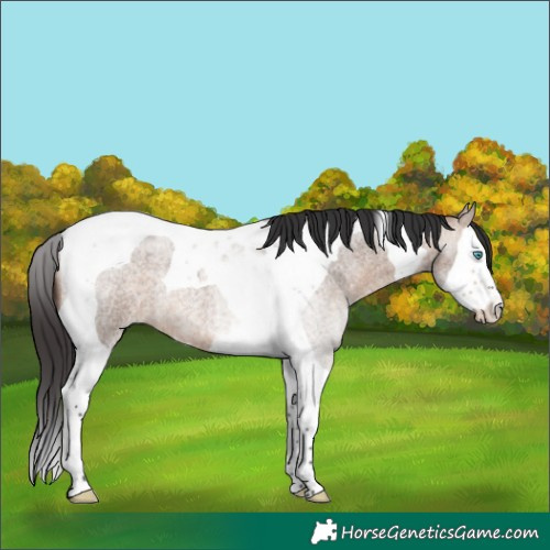 Horse Color:Bay Roan Dun Splash Tobiano Rabicano