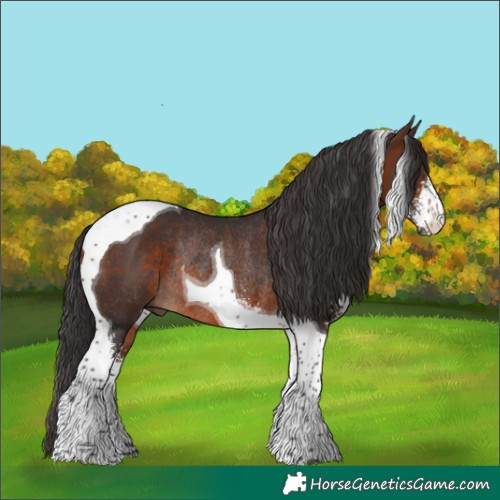 Horse Color:Brown Sabino Tobiano Rabicano