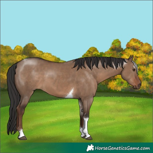 Horse Color:Liver Red Dun Tobiano Rabicano