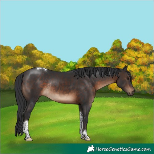 Horse Color:Brown Tobiano Rabicano 