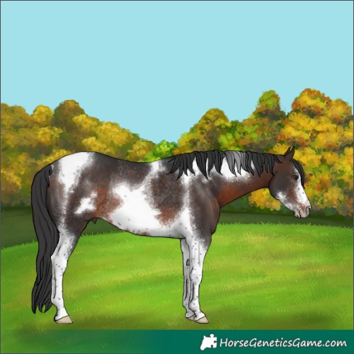 Horse Color:Brown Tobiano Frame Rabicano 