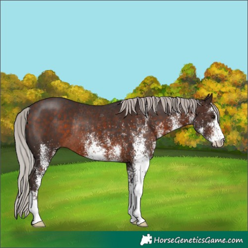 Horse Color:White Spotted Silver Brown Rabicano