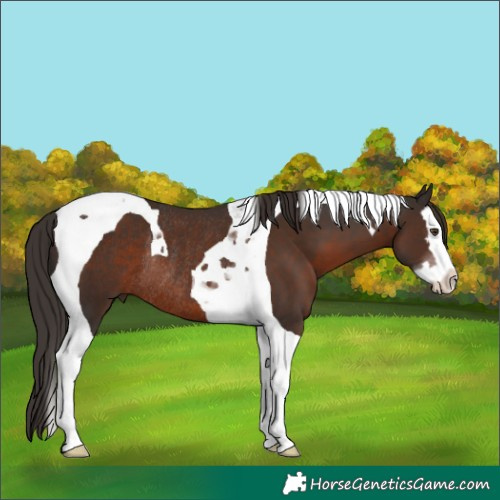 Horse Color:Liver Chestnut Splash Tobiano Rabicano