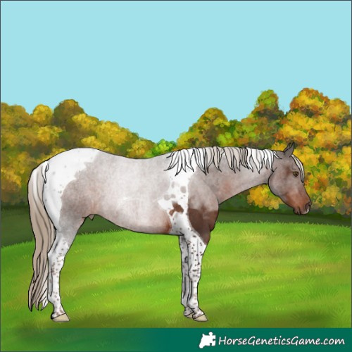 Horse Color:Liver Chestnut Tobiano Rabicano 