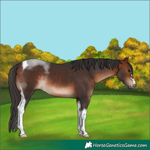 Horse Color:Bay Tobiano Rabicano