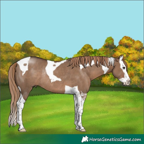 Horse Color:Liver Red Dun Splash Tobiano Rabicano