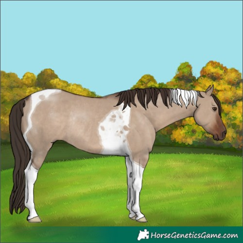 Horse Color:Liver Red Dun Tobiano Rabicano