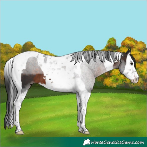 Horse Color:Brown Splash Tobiano 