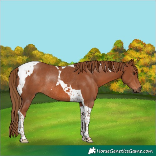 Horse Color:Chestnut Tobiano Rabicano 