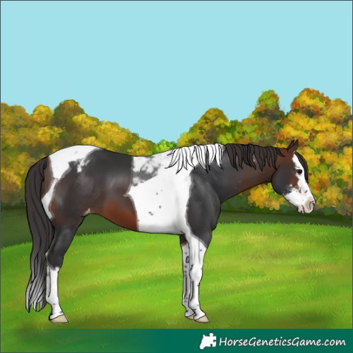 Horse Color:Brown Sabino Splash Tobiano Varnish