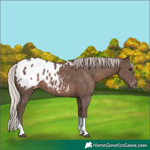 Horse Color:Silver Black Tobiano Blanket Rabicano 