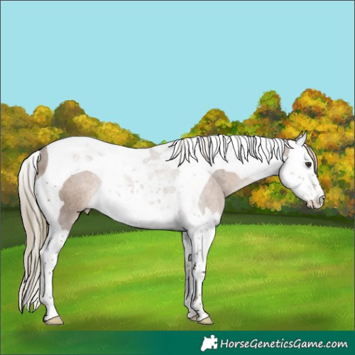 Horse Color:Liver Red Dun Splash Tobiano Rabicano