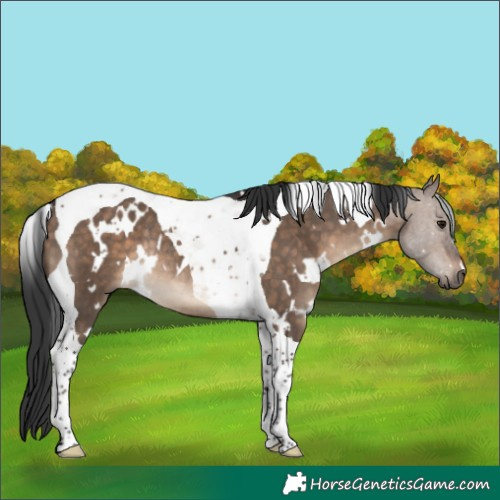 Horse Color:White Spotted Brown Dun Tobiano Rabicano 