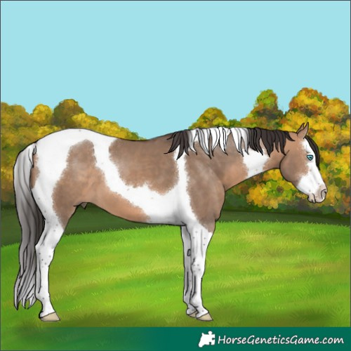 Horse Color:Bay Dun Splash Tobiano