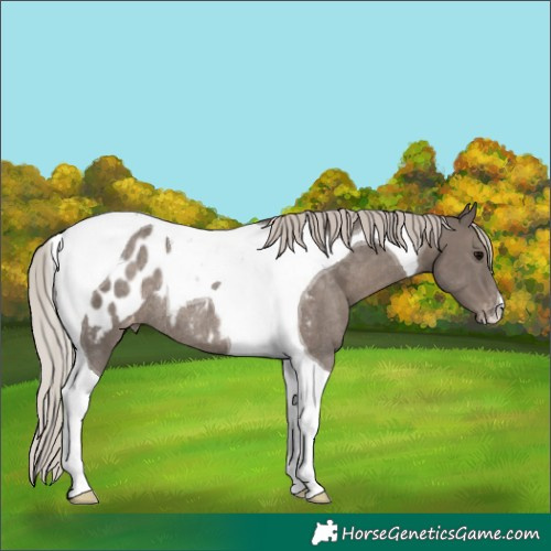 Horse Color:Silver Black Tobiano Appaloosa Rabicano