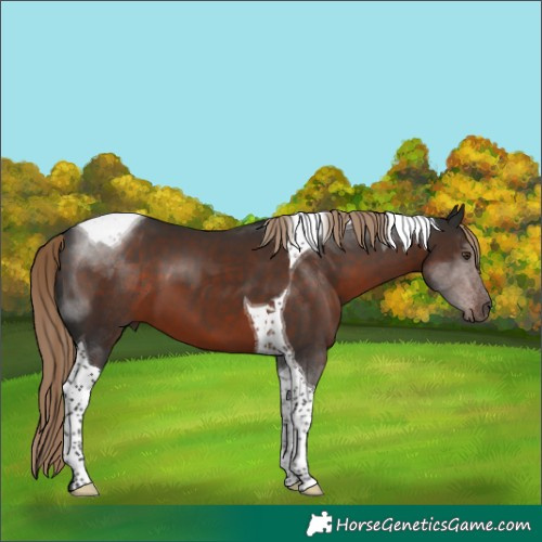 Horse Color:Liver Chestnut Tobiano