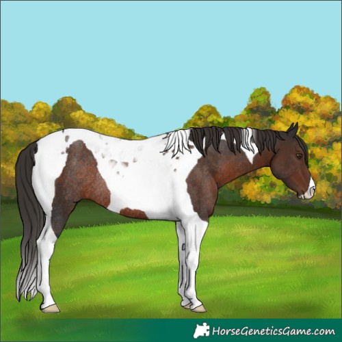 Horse Color:Liver Chestnut Tobiano Rabicano 