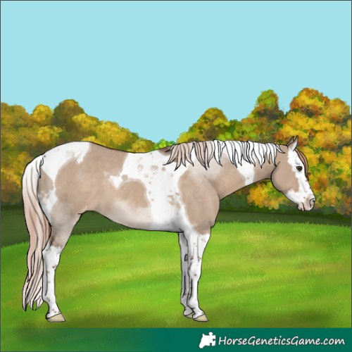 Horse Color:Liver Red Dun Splash Tobiano Varnish