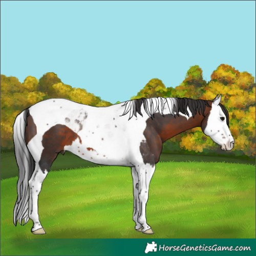 Horse Color:Brown Splash Tobiano