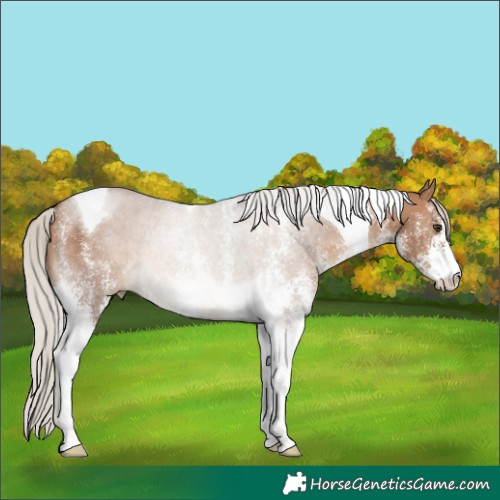 Horse Color:White Spotted Silver Brown Dun Tobiano Rabicano 
