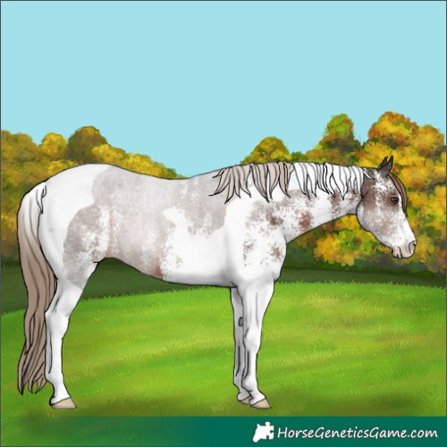 Horse Color:White Spotted Liver Chestnut Tobiano Rabicano