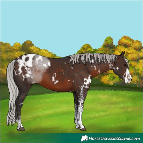 Horse Color:White Spotted Silver Brown Blanket Rabicano