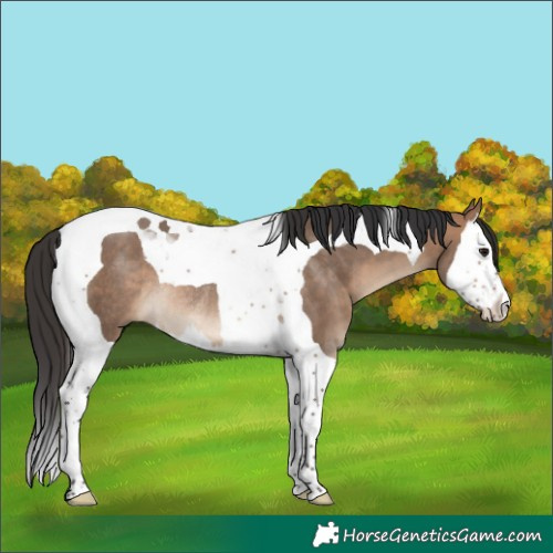 Horse Color:Bay Dun Splash Tobiano Rabicano
