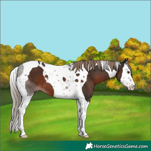 Horse Color:Liver Chestnut Splash Tobiano 