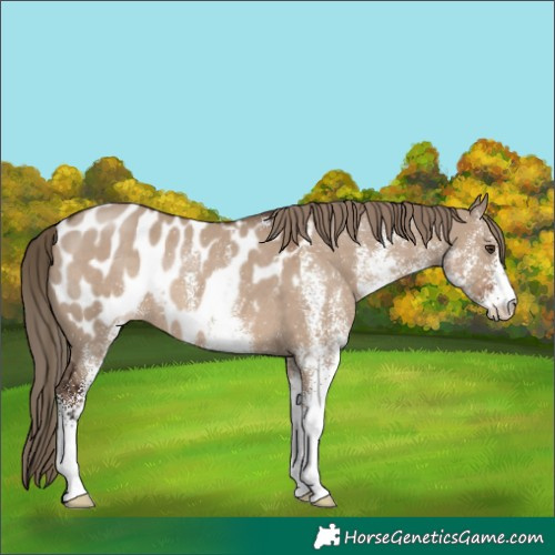 Horse Color:White Spotted Liver Red Dun Near Leopard Rabicano