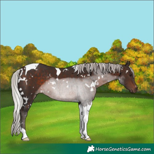 Horse Color:White Spotted Silver Brown Tobiano Rabicano
