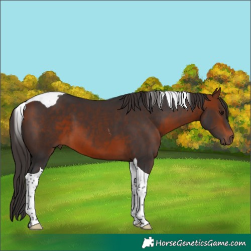 Horse Color:Bay Tobiano 