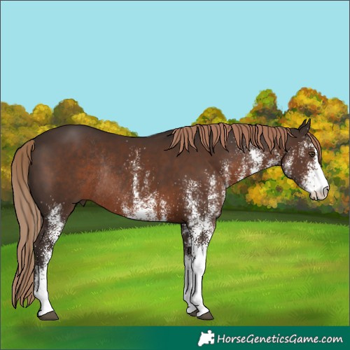 Horse Color:White Spotted Liver Chestnut Rabicano