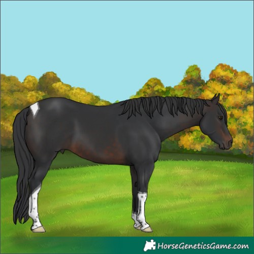 Horse Color:Brown Tobiano