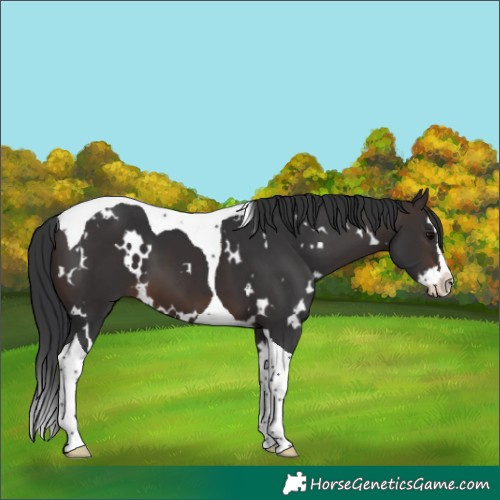 Horse Color:White Spotted Brown Splash Tobiano 
