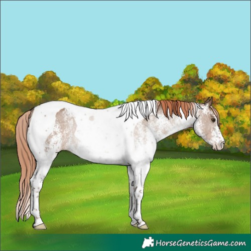 Horse Color:White Spotted Liver Red Dun Tobiano